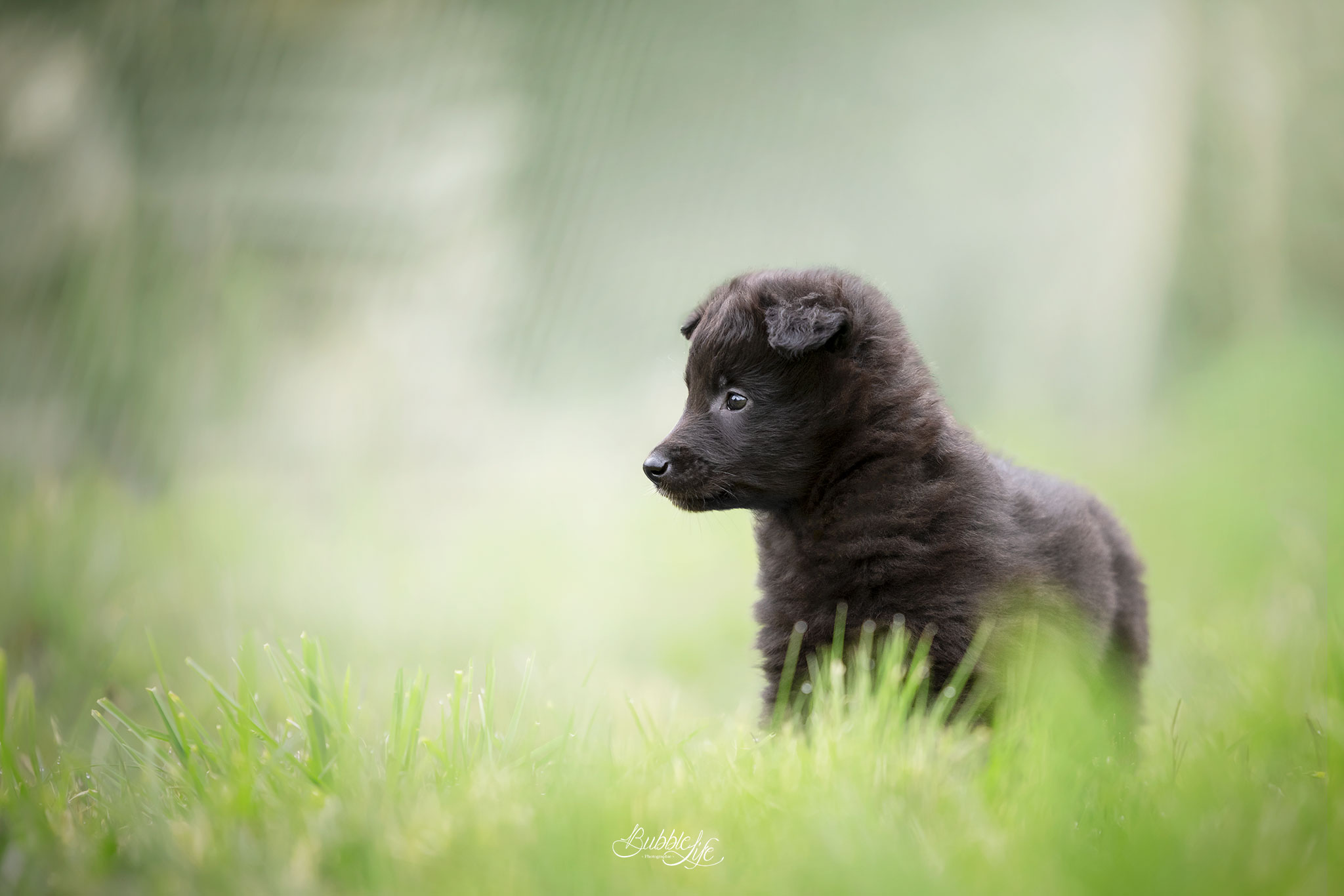 Chiot Groenendael bébé chien