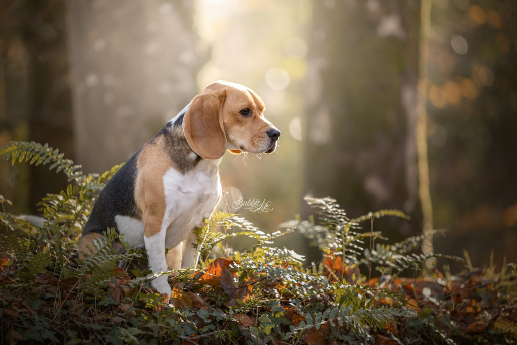 Séance photo beagle