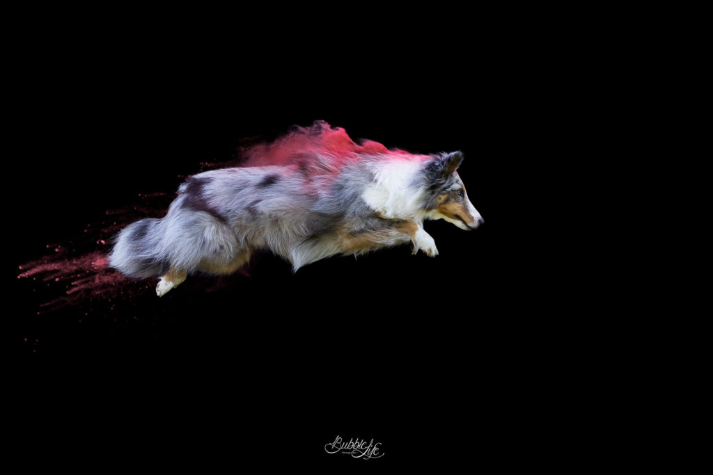 Séance photo poudre colorée chien Brest