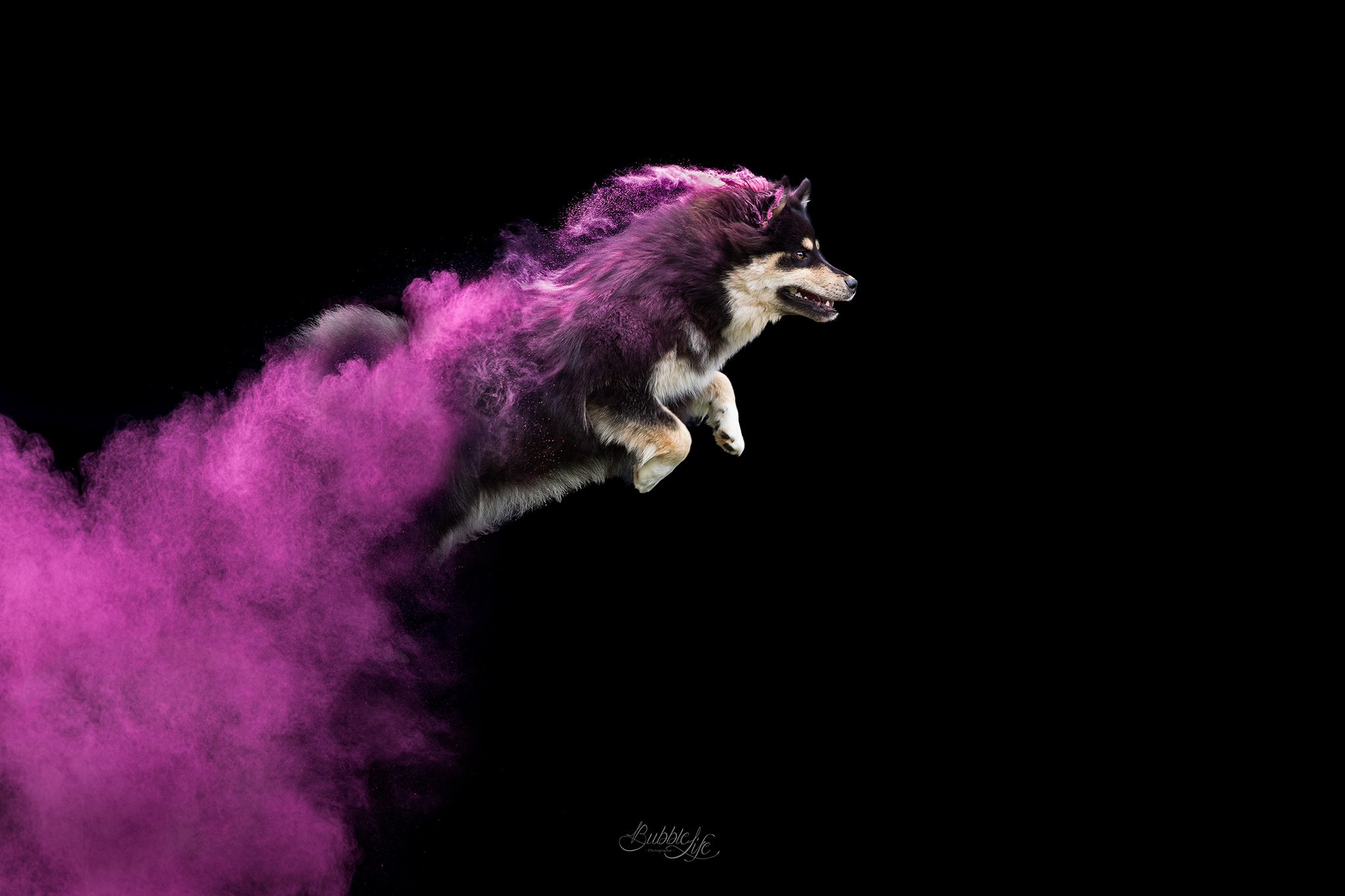 Séance photo poudre colorée chien Finistère
