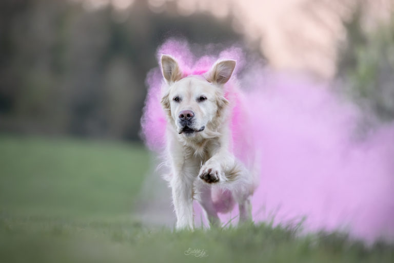 Séance photo poudre colorée chien plouzané brest