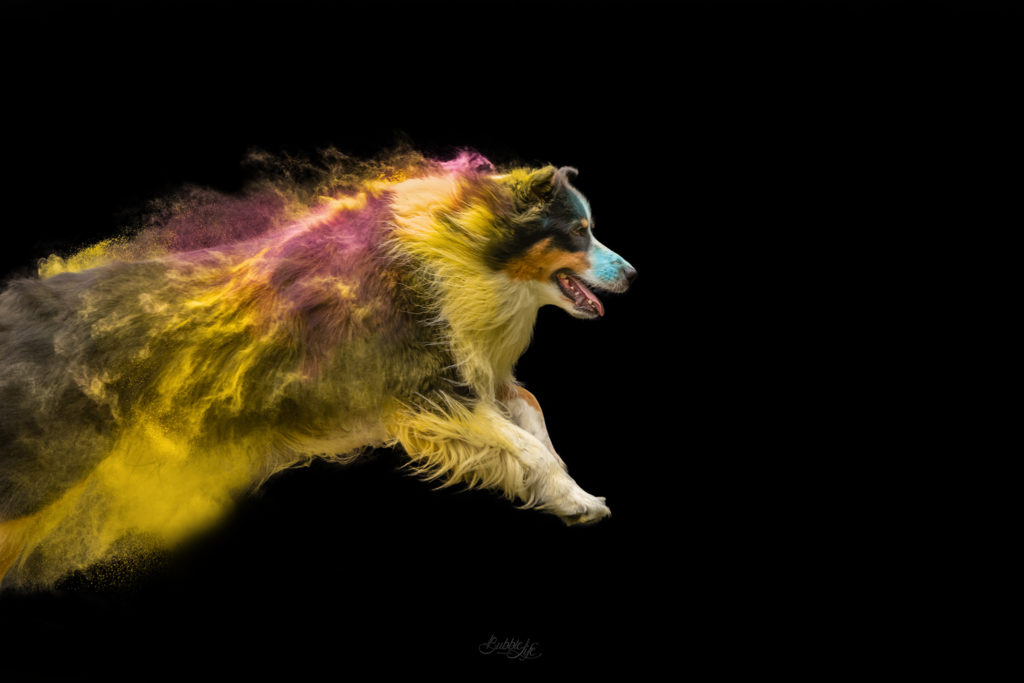 poudre colorée chien