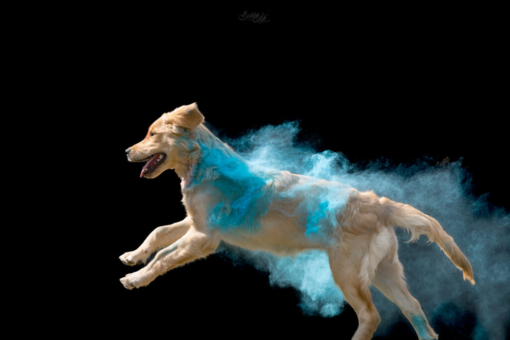 séance photo poudre colorée chien golden photographe brest plouzané