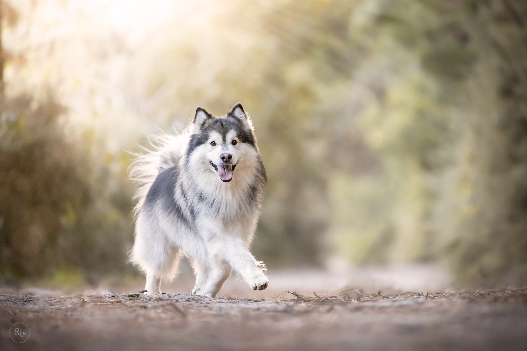 séance photo chiot brest plouzané photographe chien canin