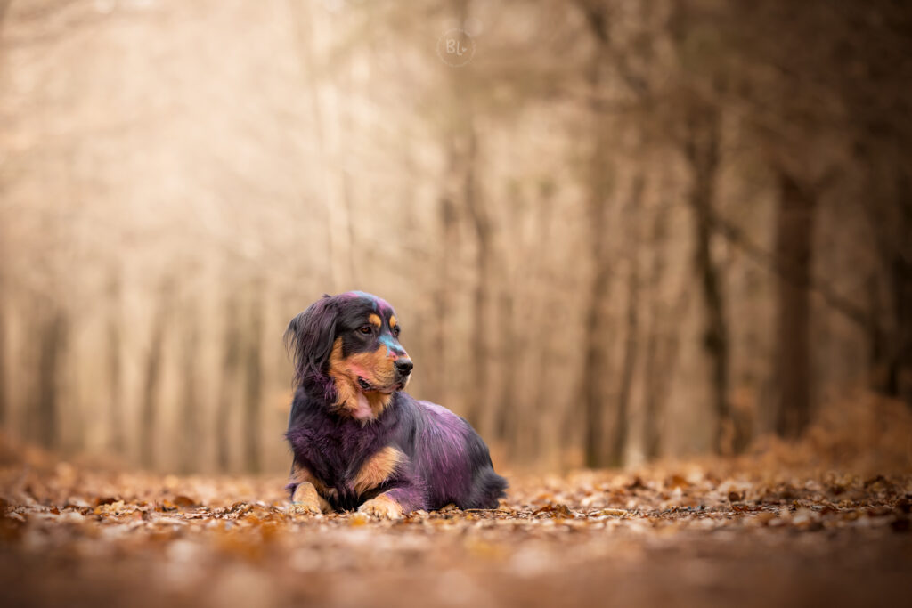 photographe-canin-forêt-plouzané-brest-poudre-colorée