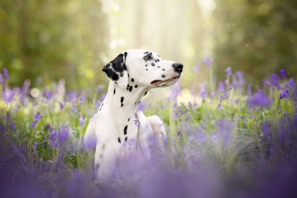 séance-photo-dalmatien-printemps-bretagne-brest-plouzané-photographe-canin