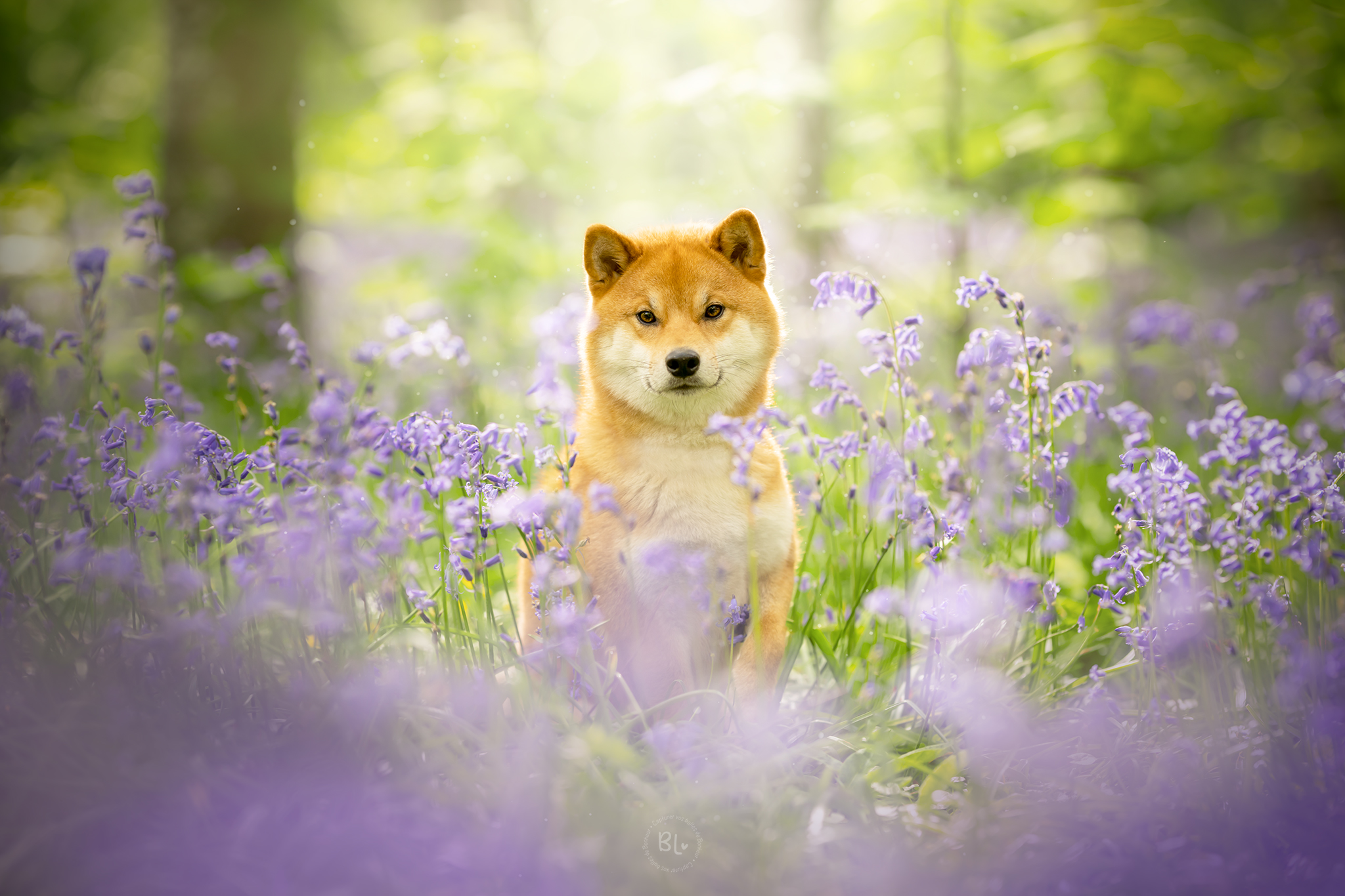 photographe-chien-shiba-inu-brest-plouzané-fleurs-mini-séance-photo