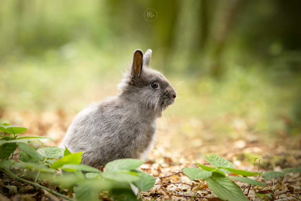 photo-lapin-NAC-forêt-brest-plouzané-landerneau-dirinon-photographe-animaux-compagnie
