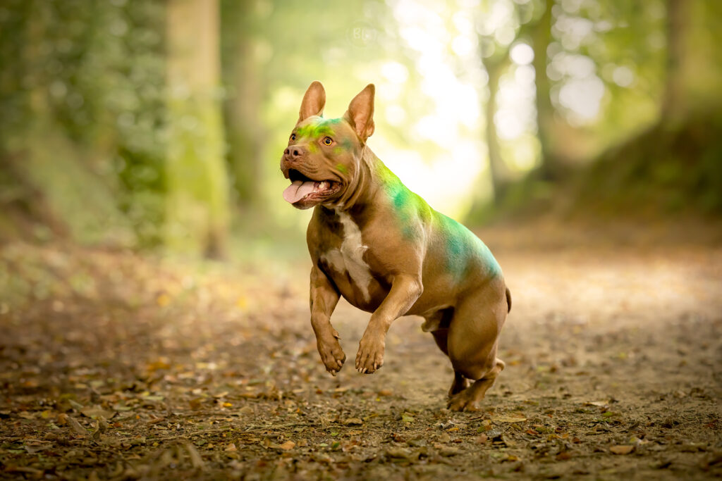 photo-bully-american-chien-action-photographe-canin