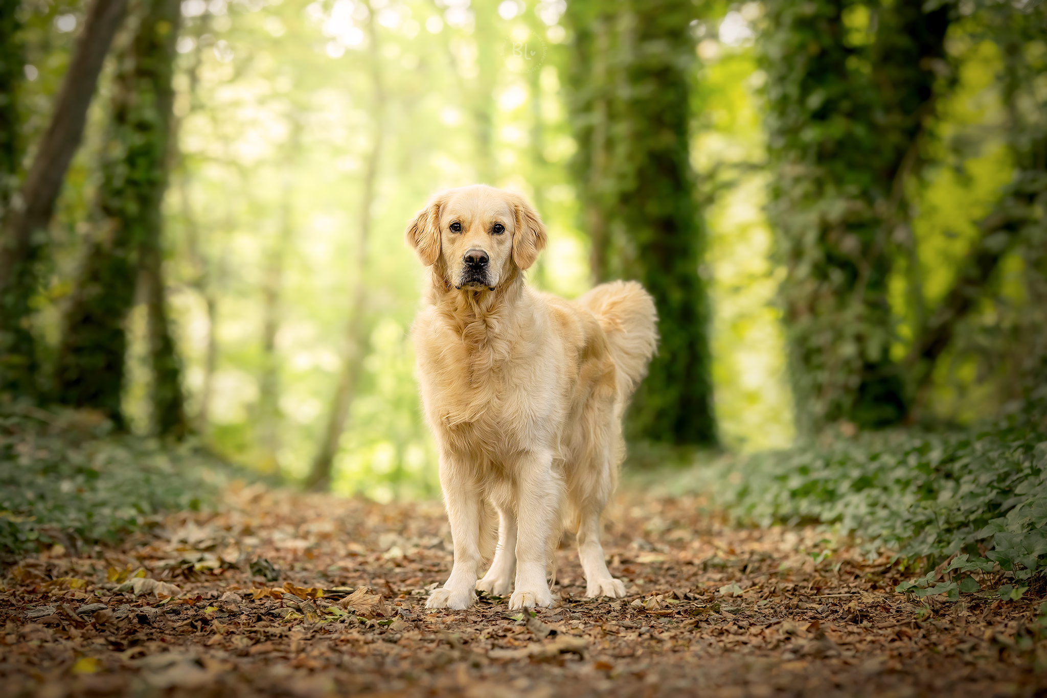 photographe-chien-golden-forêt-chiot-brest-plouzané-saint-renan-finistère