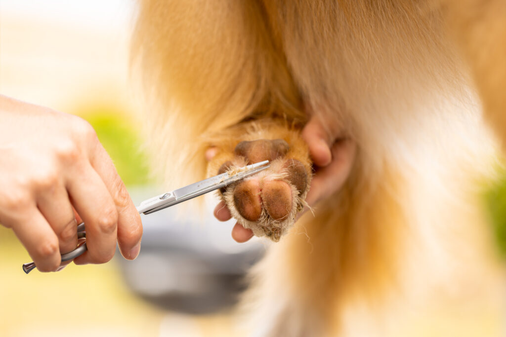 Photo-valorisation-métier-artisan-photographe-brest-plouzané-finistère-chien-métier-créateur-CV-professionnel