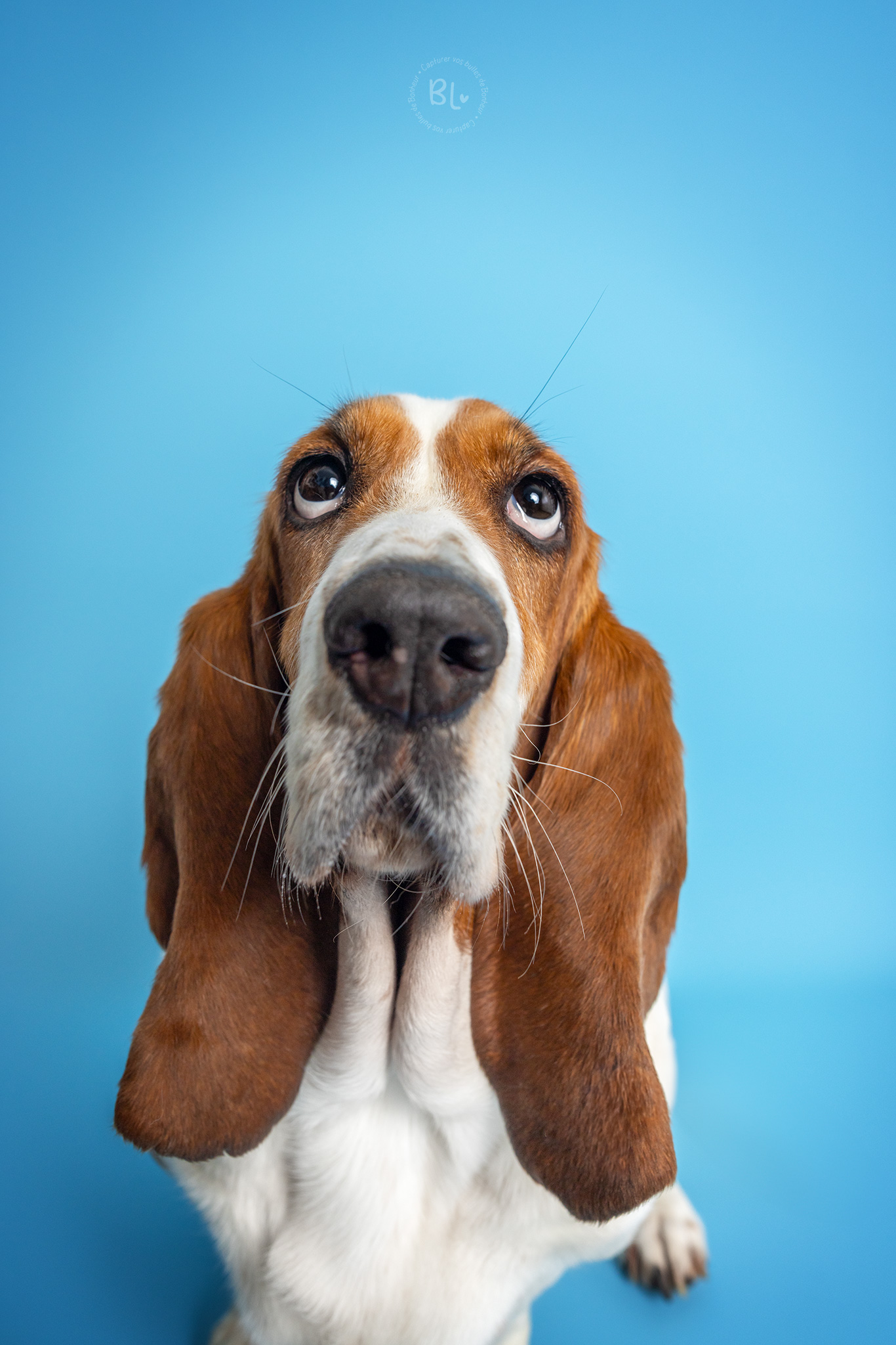 Photo chien rigolote studio brest plougonvelin plouzané