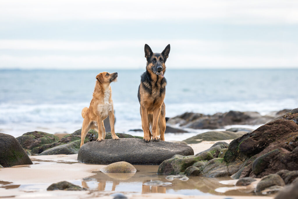 photographe-chiens-finistère-brest-plougonvelin-complicité-canine