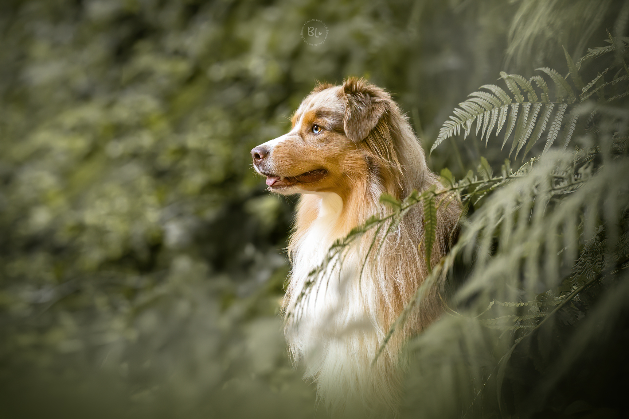 photographe-plougonvelin-plouzané-brest-finistère-bretagne-chien-chat-cheval-plage-foret