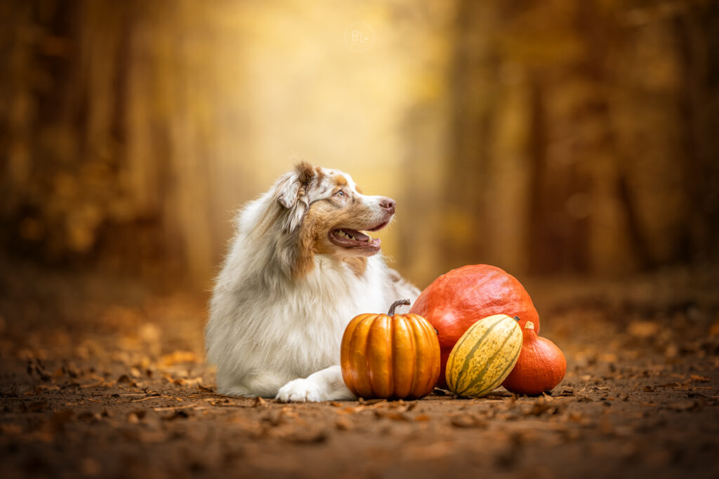 séance-photo-chien-automne-halloween-guilers-finistère-brest-landerneau-berger-australien