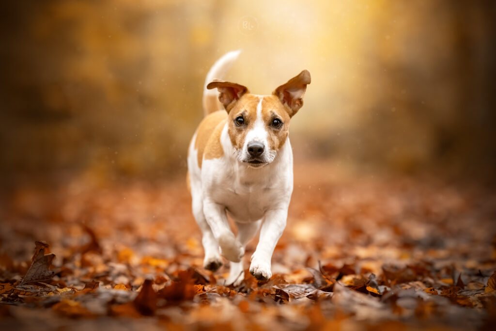 Photographe-chien-jack-russel-brest-plouzané-landerneau-plougonvelin-finistère-bretagne