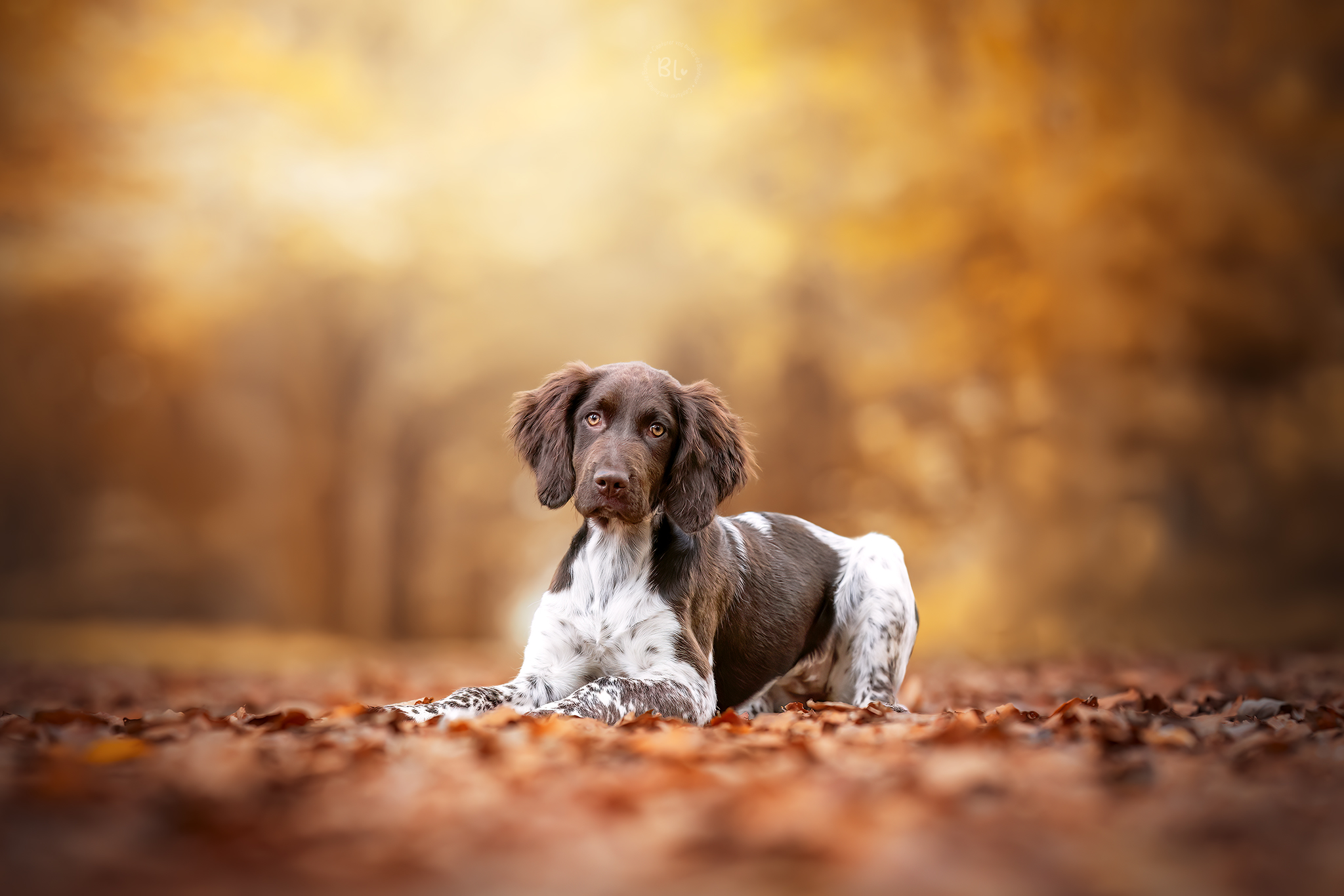 séance photo chiot bébé chien brest Plouzané plougonvelin guilers finistère bretagne