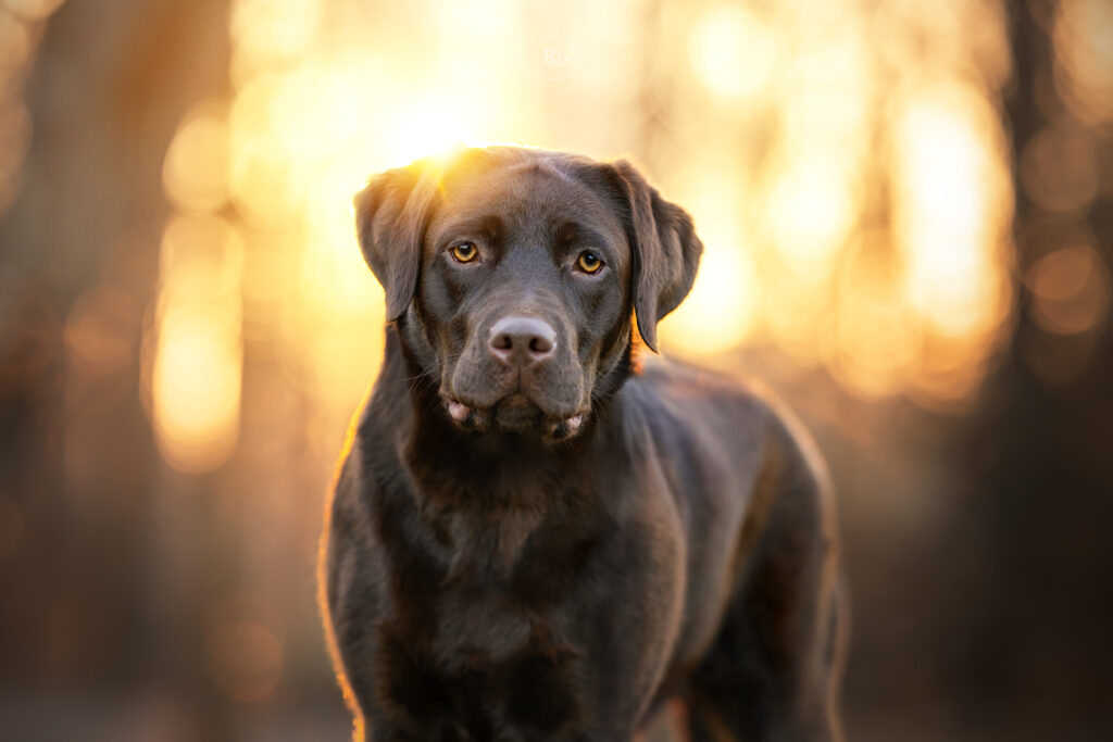 Séance-photo-chien-brador-chocolat-photographe-animalier-brest-plougonvelin-guilers