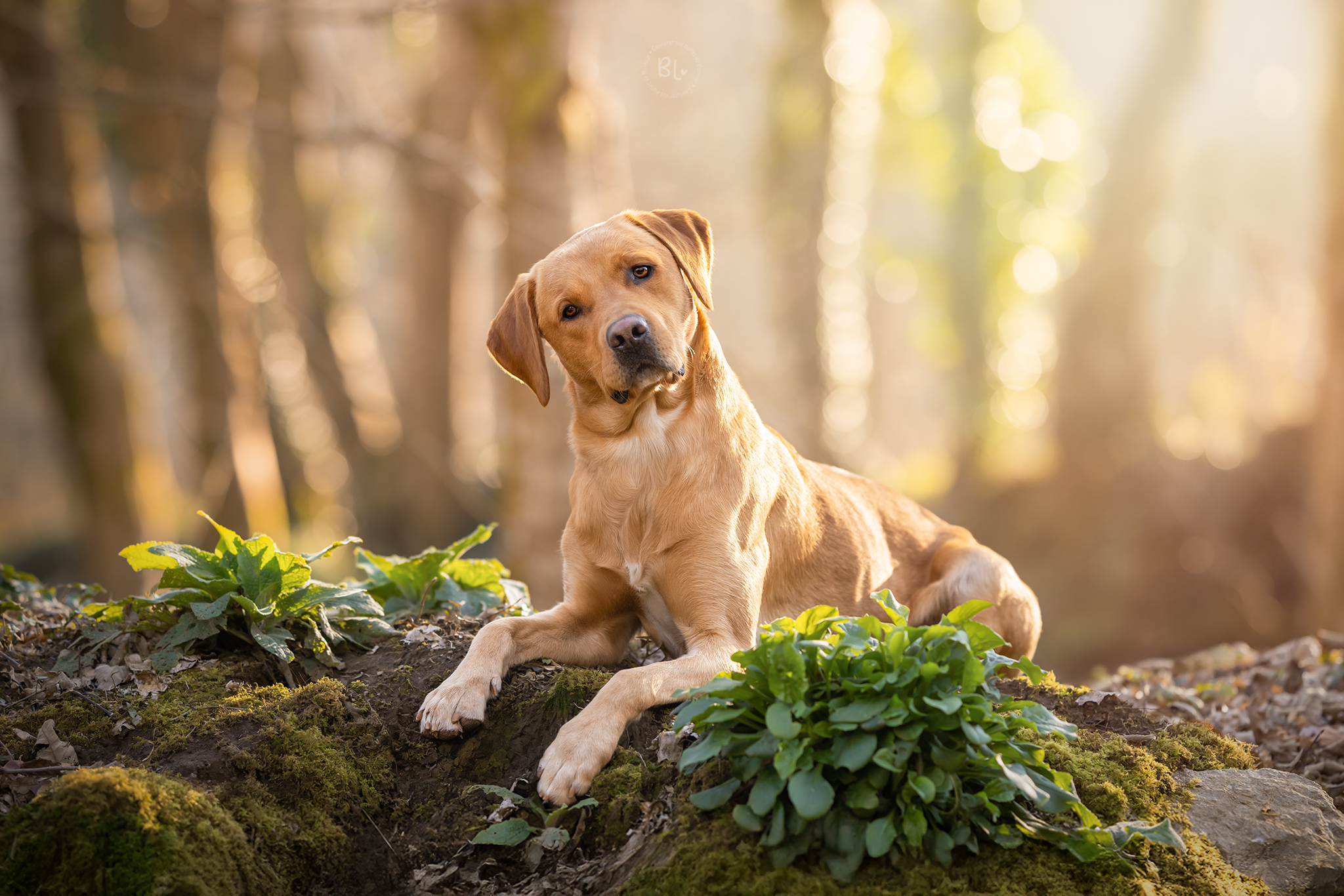 Photographe-chien-labrador-bretagne-finistère-plougonvelin-plouzané-brest-guipavas-séance-photo-portrait-balade-canine