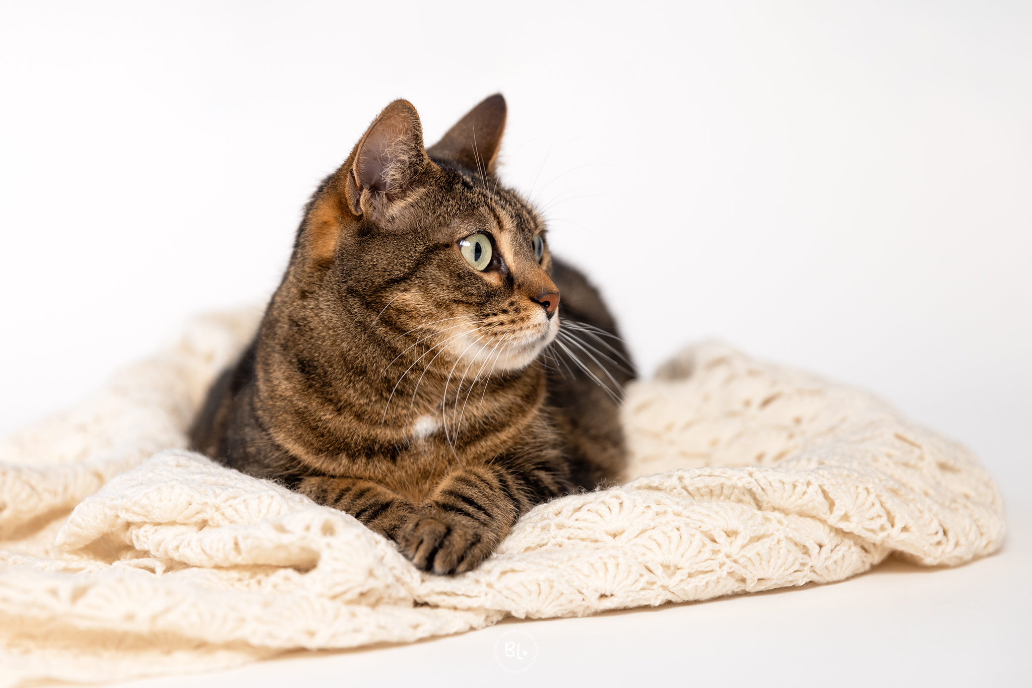 Séance-photo-chat-studio-photographe-animalier-brest-plougonvelin-plouzané-finistère-bretagne