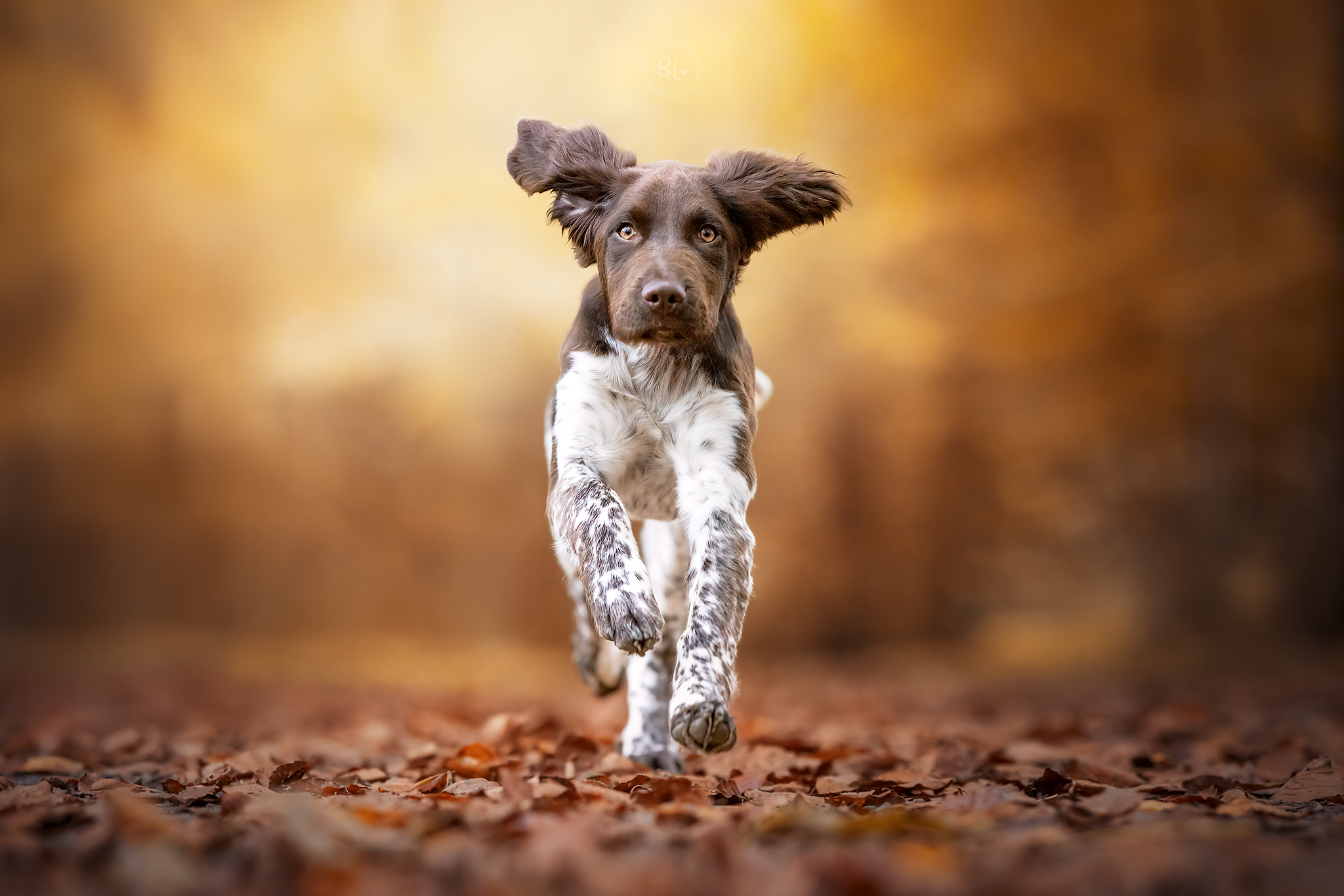 photo-chien-action-photographe-professionnel-canin-automne-finistère-brest