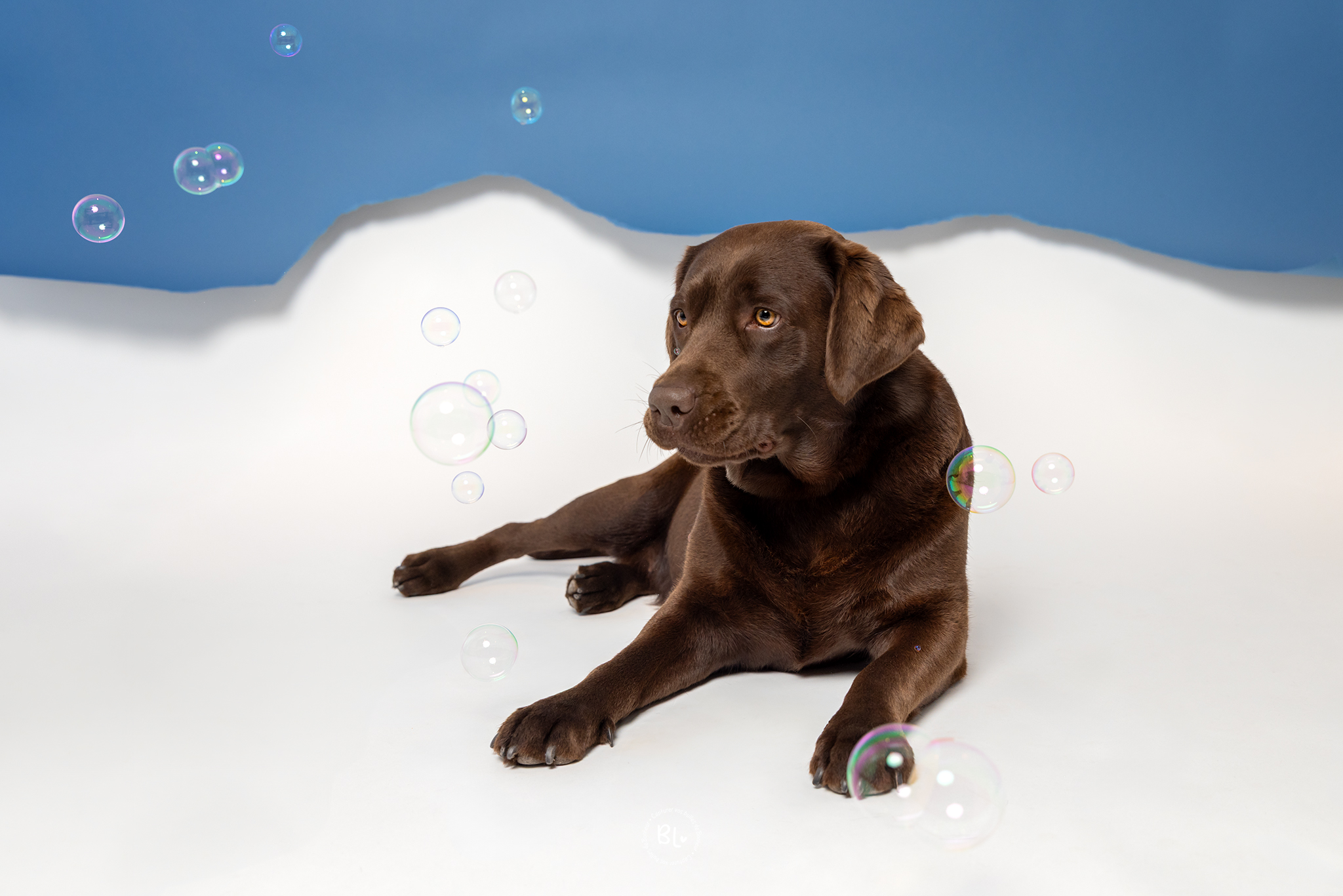 photographe-chien-studio-brest-plougonvelin-plouzané-finistère-labrador-chocoloat