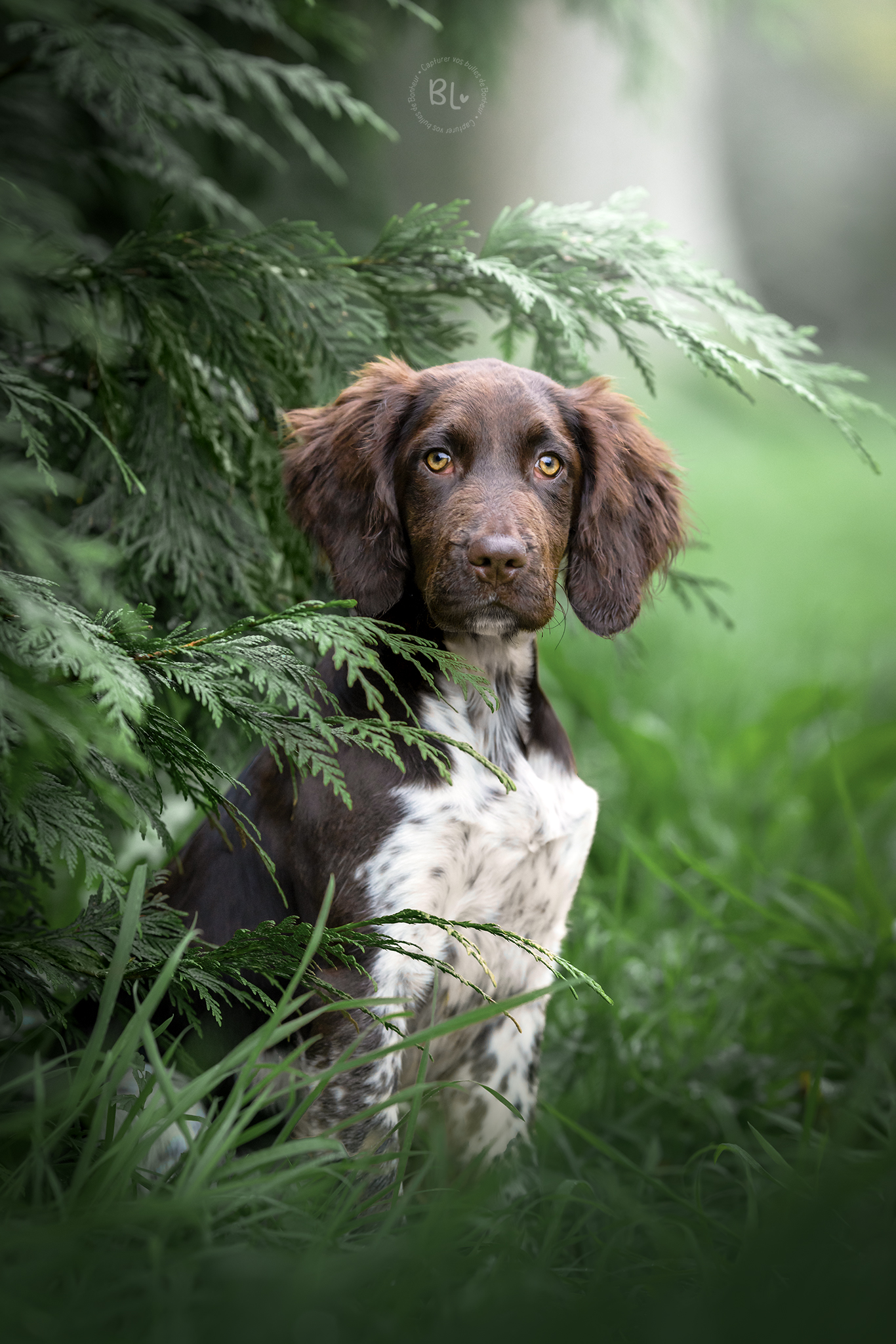 portrait-chien-chiot-canin-photographe-spécialisé-guilers-plougonvelin-brest-finistère