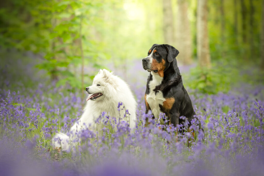Photographe-chien-guilers-bois-fleurs-plouzané-finistère-brest