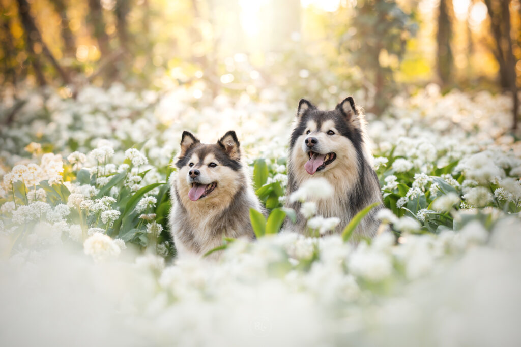 photographe-chien-fleurs-finnois-laponie-brest-plouzané-plougonvelin-finistère