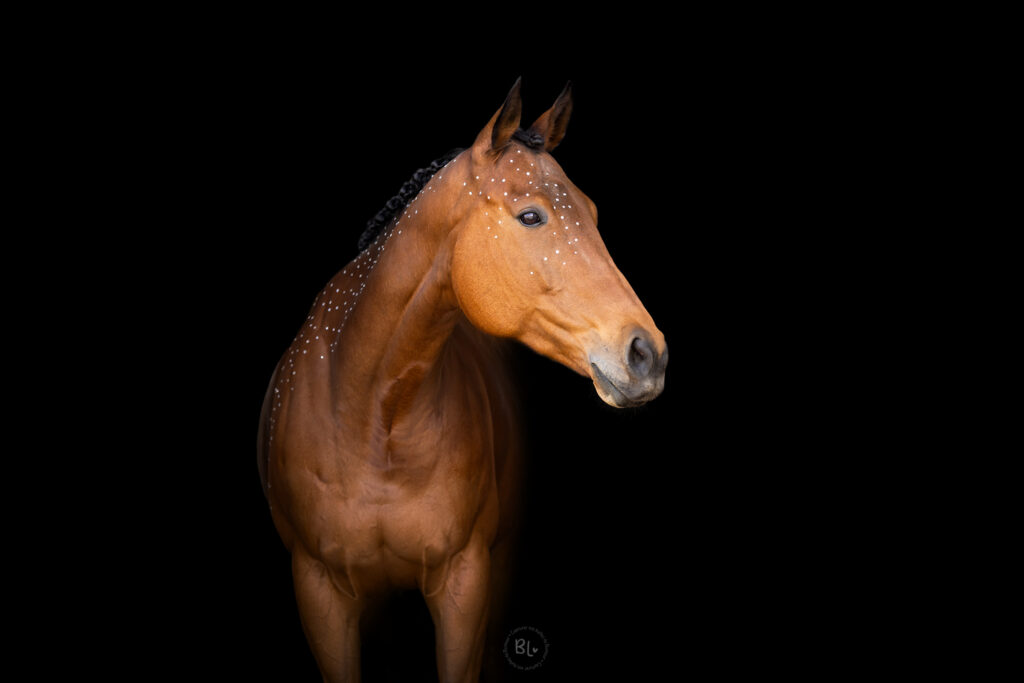 séance-photo-cheval-fond-noir-écuries-finistère-plougonvelin-plouzané-brest