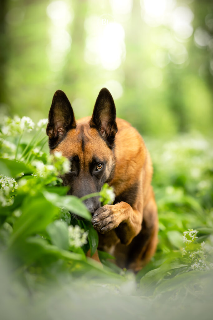 séance-photo-chien-plouzané-brest-finistère-malinois-forêt