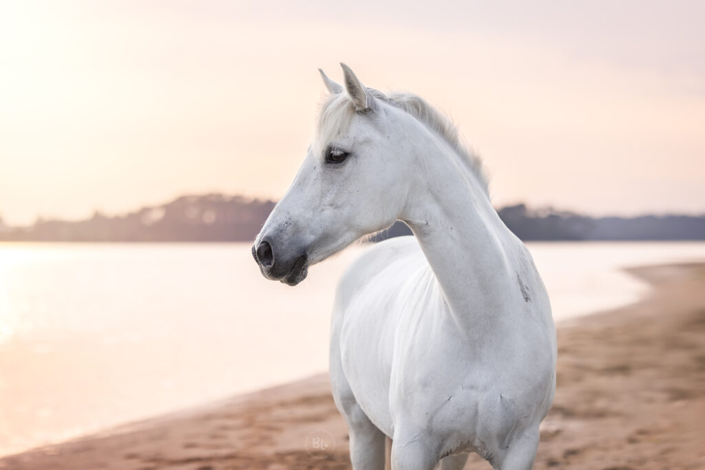 séance-photo-cheval-poney-brest-finistère-famille-équin