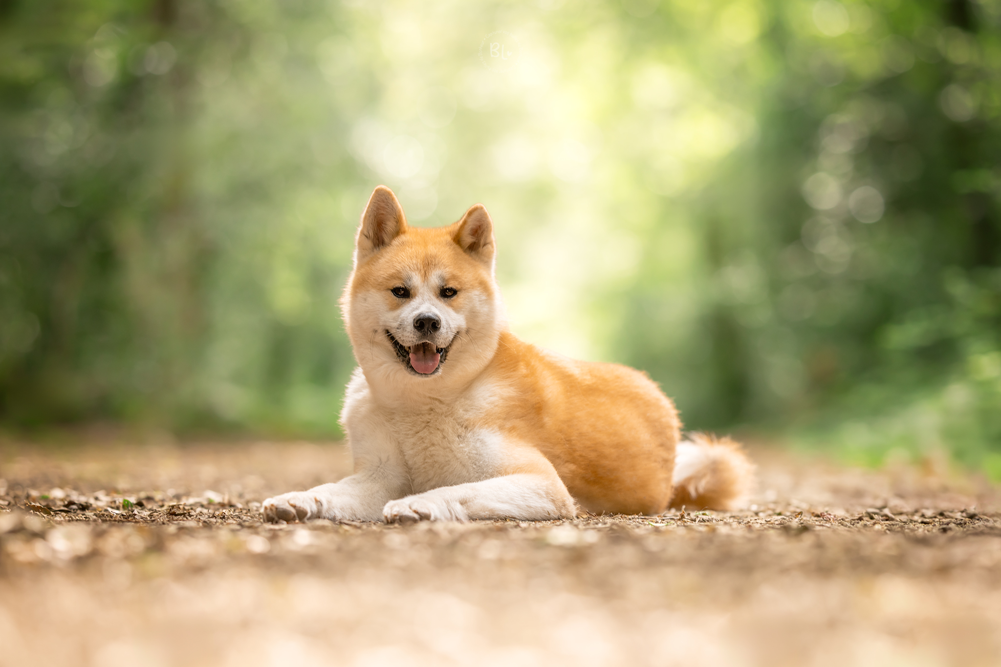 photographe-chien-Akita-Inu-forêt-Landerneau-Keroual-brest-plouzané-finistère-bretagne