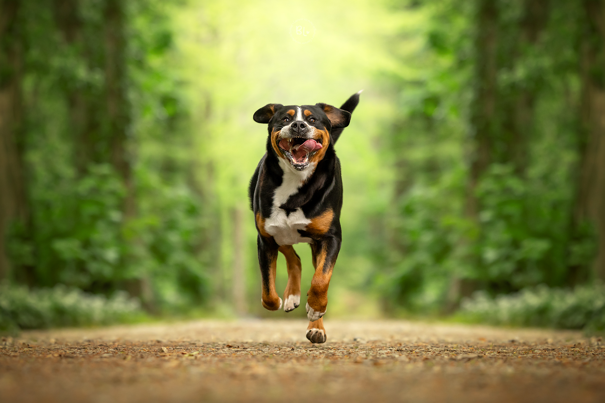 séance-photo-chien-famille-association-brest-finistère-bretagne-plouzané