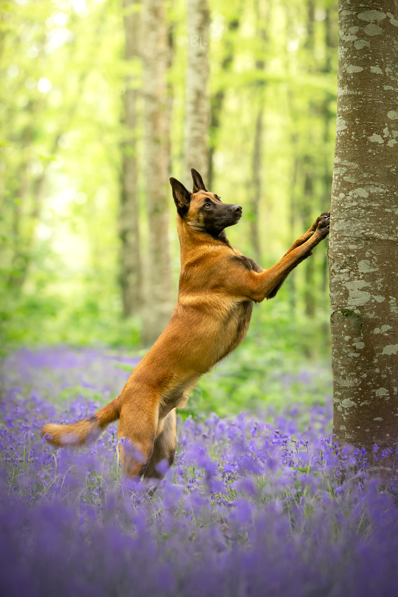 séance-photo-chien-famille-association-brest-finistère-bretagne-plouzané