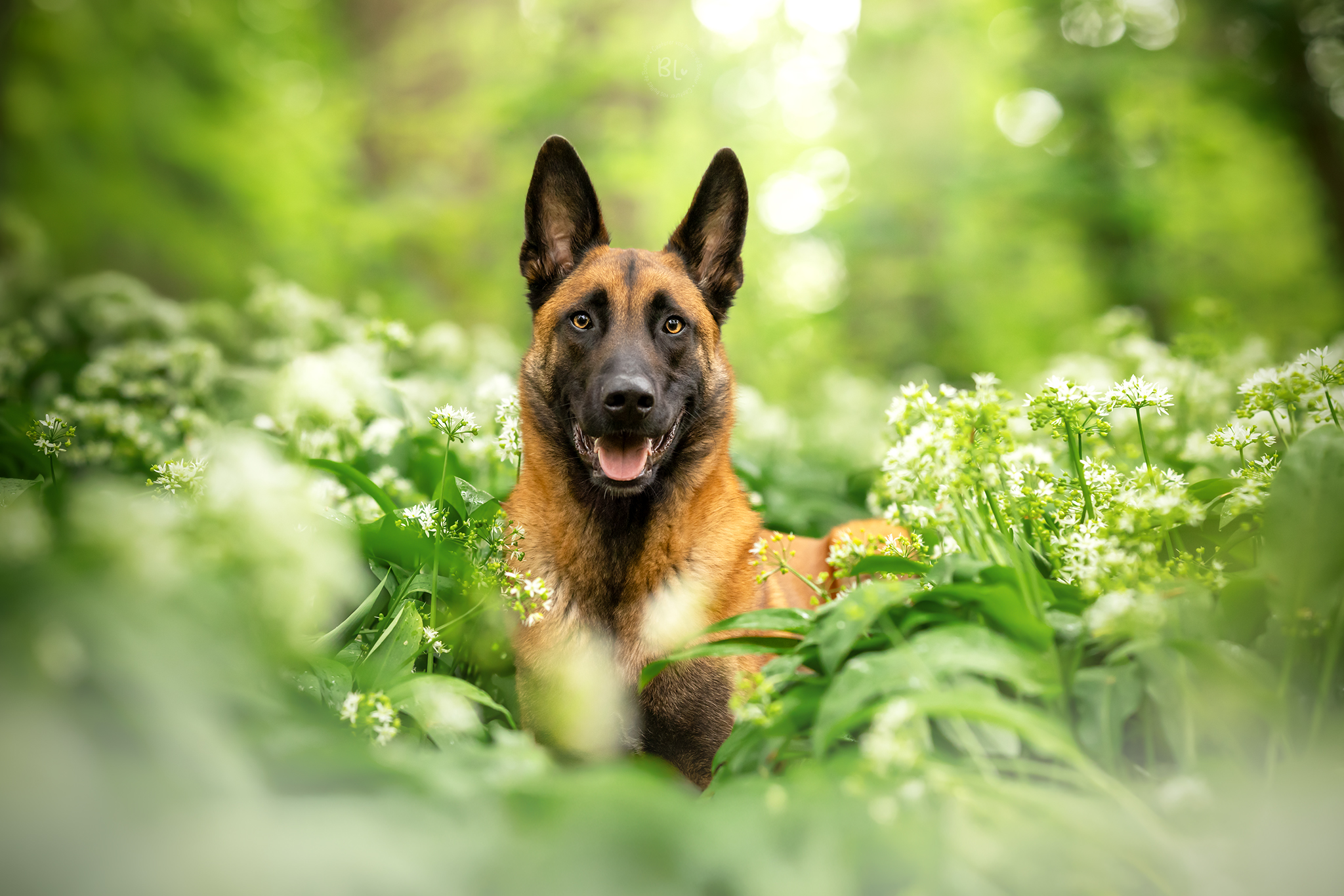 séance-photo-chien-famille-association-brest-finistère-bretagne-plouzané
