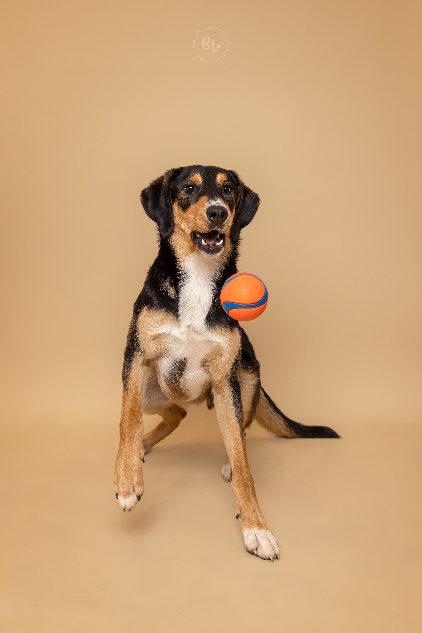 Photographe-chien-brest-plougonvelin-plouzané-finistère-studio-beauceron-border-collie