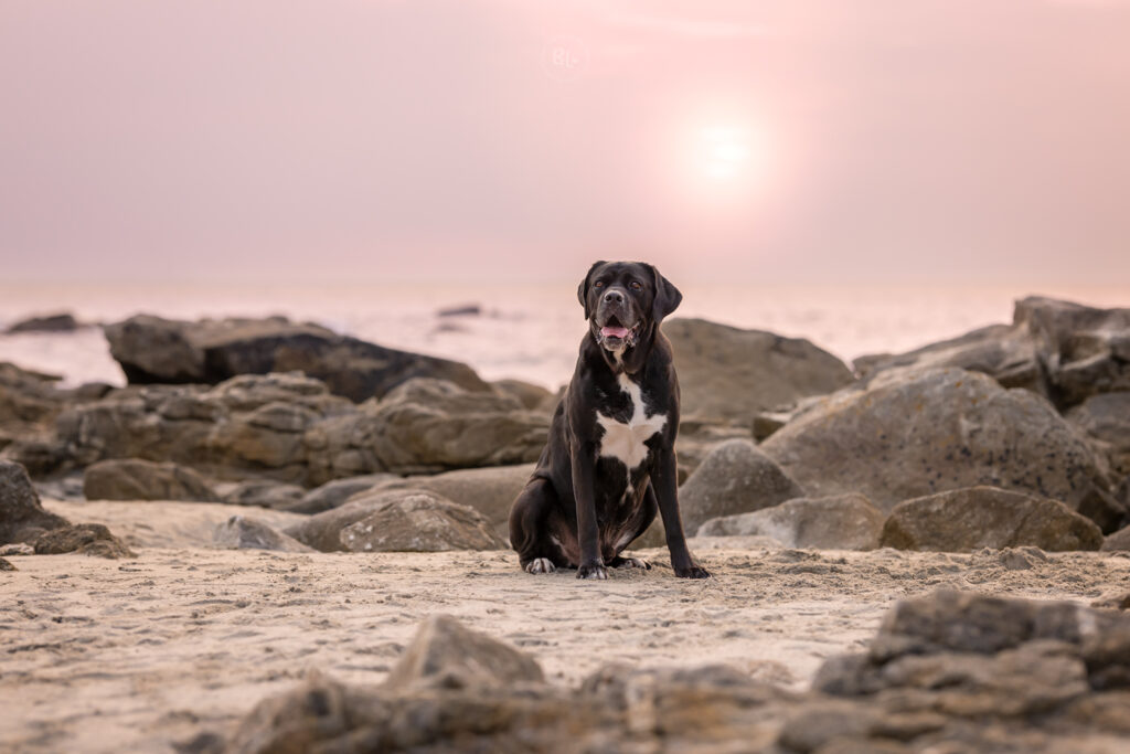 Photographe-chien-plouzané-brest-finistère-bretagne-Photo-Bubble-Life
