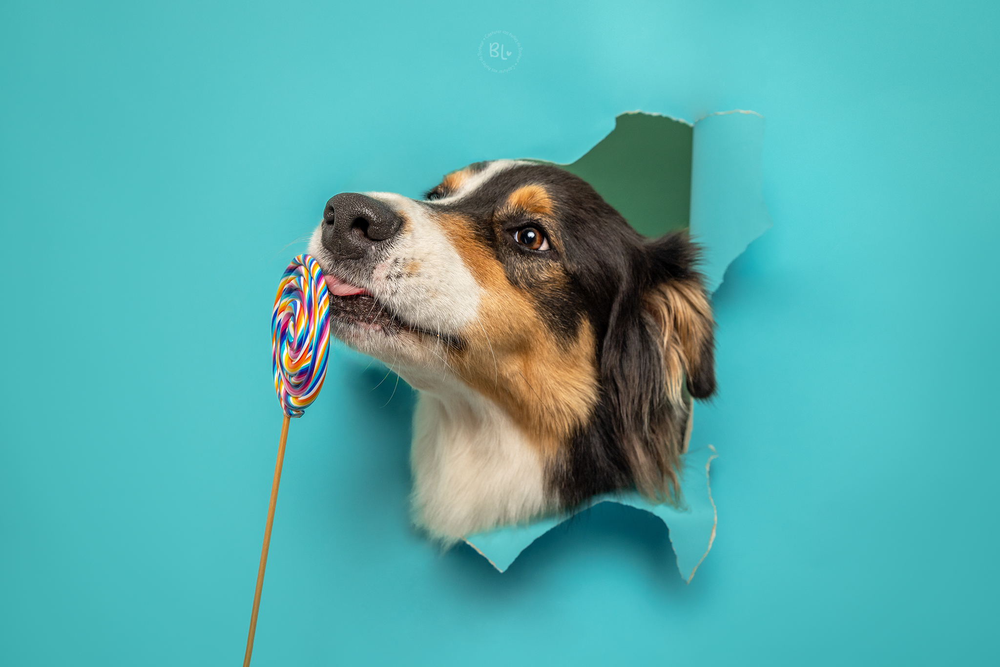 photographe-chien-brest-finistère-plouzané-studio