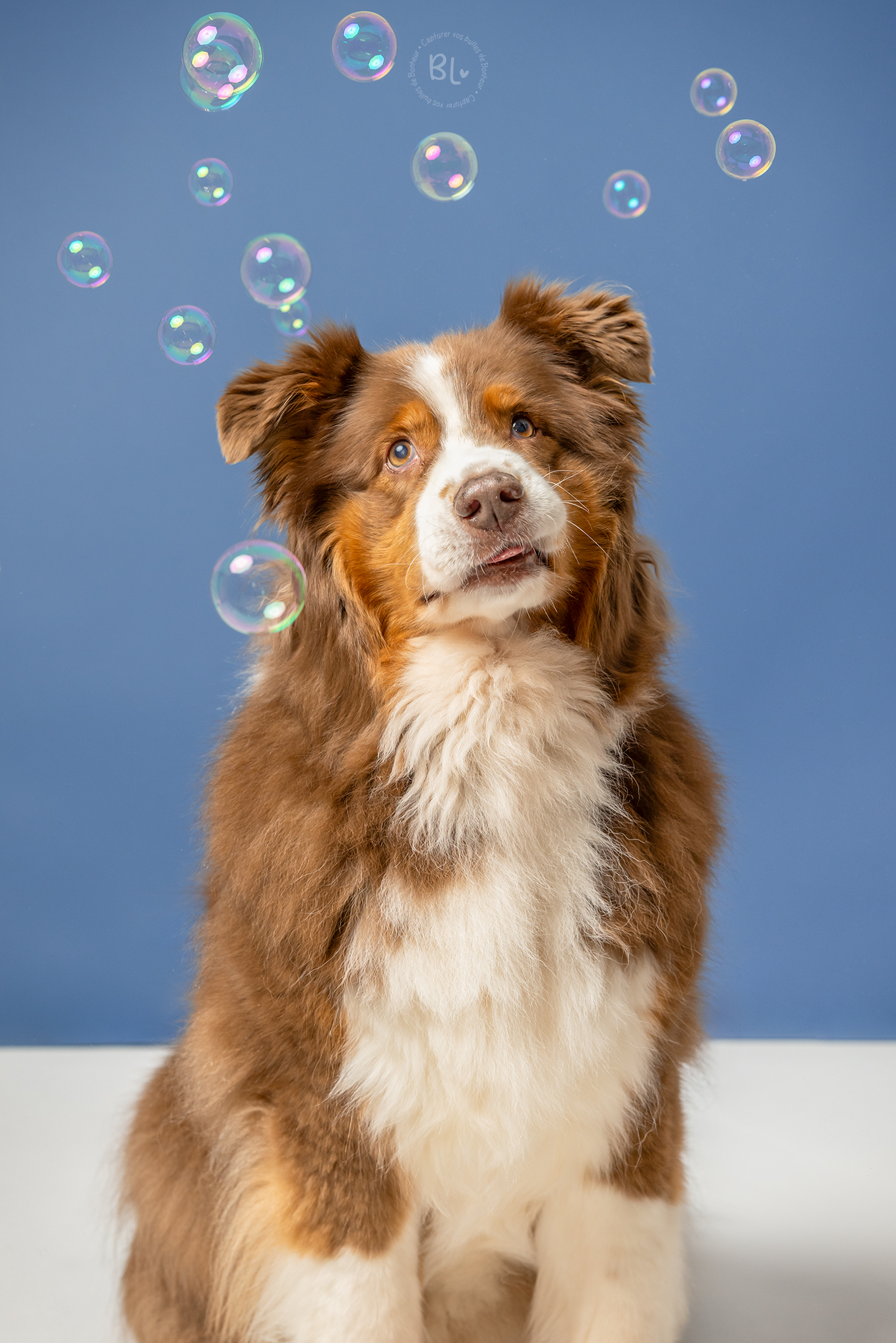 photographe-famille-brest-plouzané-plougonvelin-séance-studio-chien2A9679(WEB)(2)