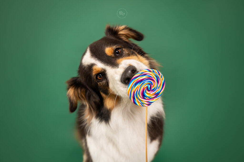 séance-photo-chien-studio-fond-berger-australien-sucette-brest-plouzané