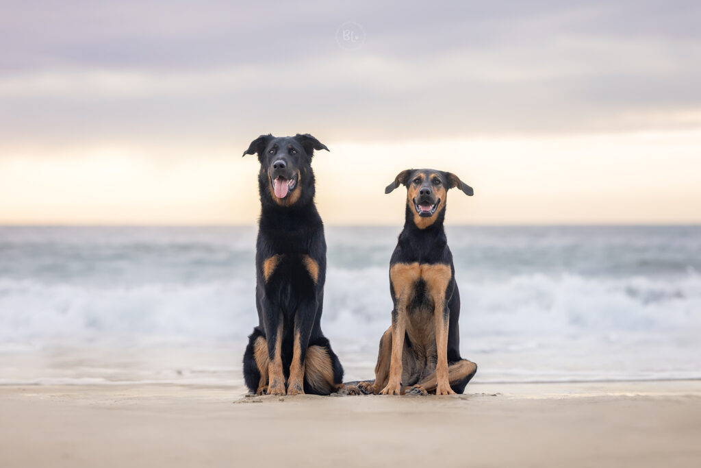 photographe-chien-plage-plouzané-plouarzel-plougonvelin-brest-finistère