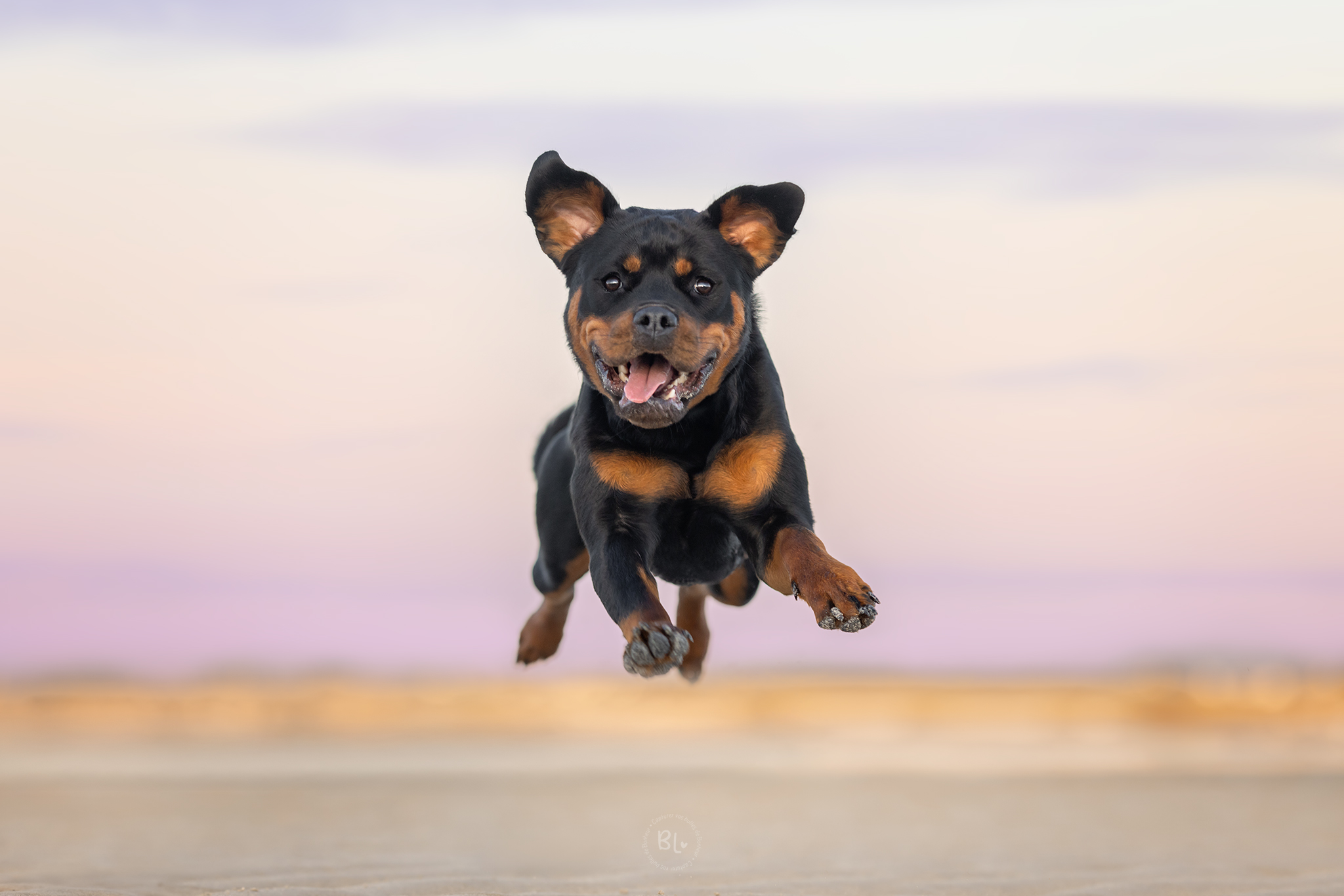 Photographe-chien-brest-Finistère-Bretagne-Rottweiller