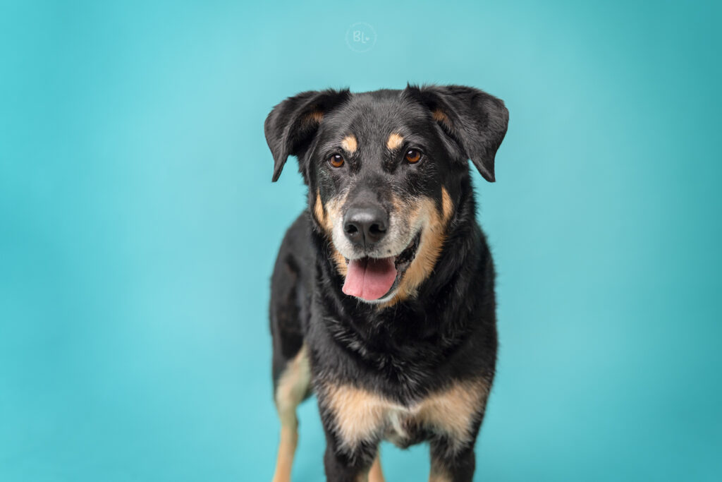 Photographe-chien-studio-plougonvelin-brest-finistère-bretagne-photo-bubble-life