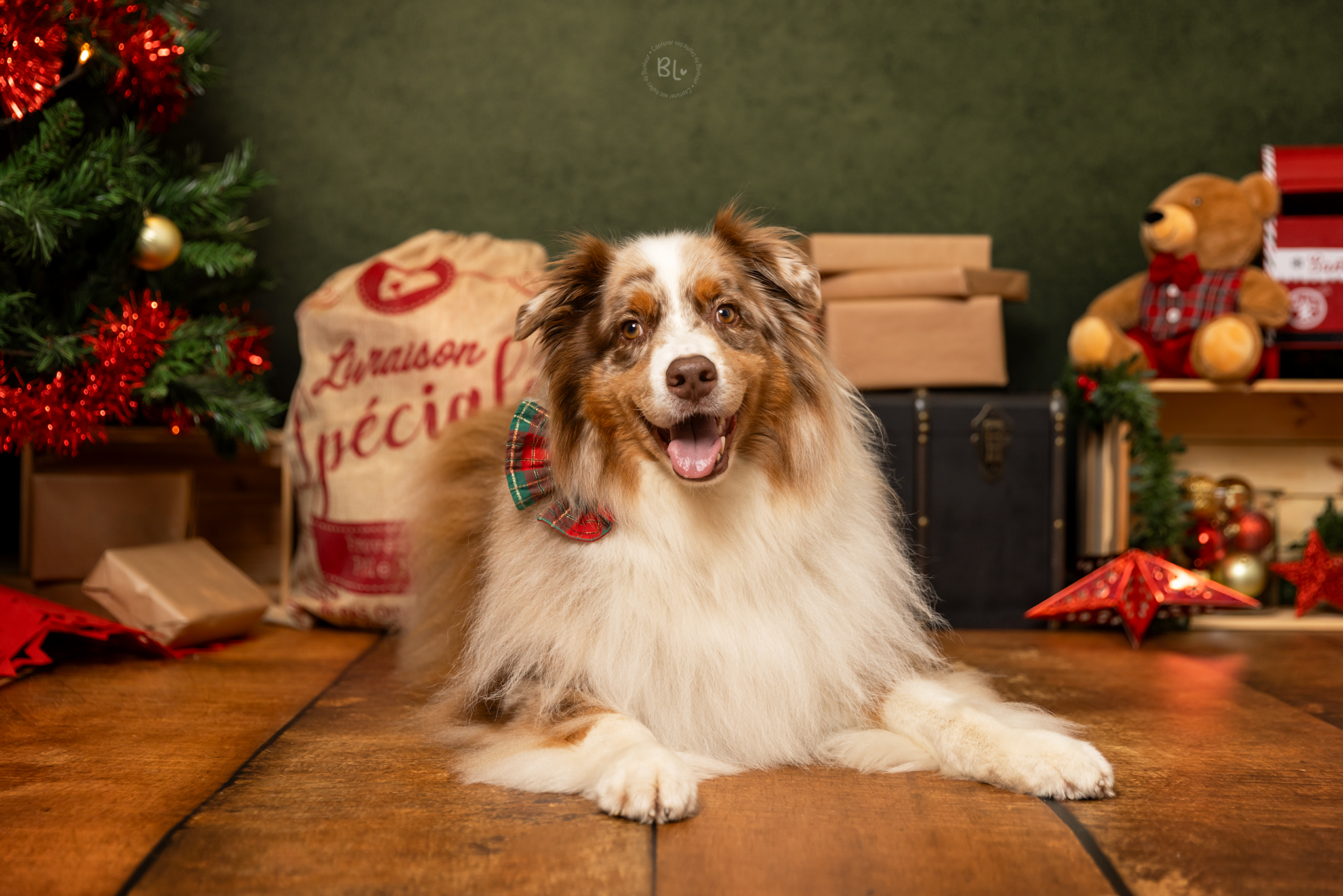 Séance-photo-Noël-chien-brest-plougonvelin-finistère