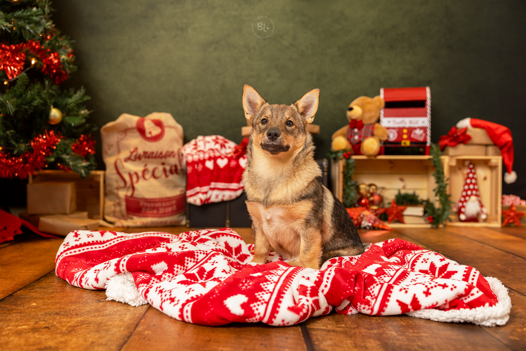 Séance-photo-Noël-famille-enfant-chiot-brest-plougonvelin-finistère