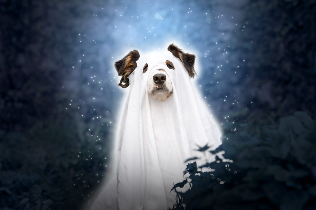 photographe-chien-halloween-brest-plouzané-plougonvelin-finistère-bretagne