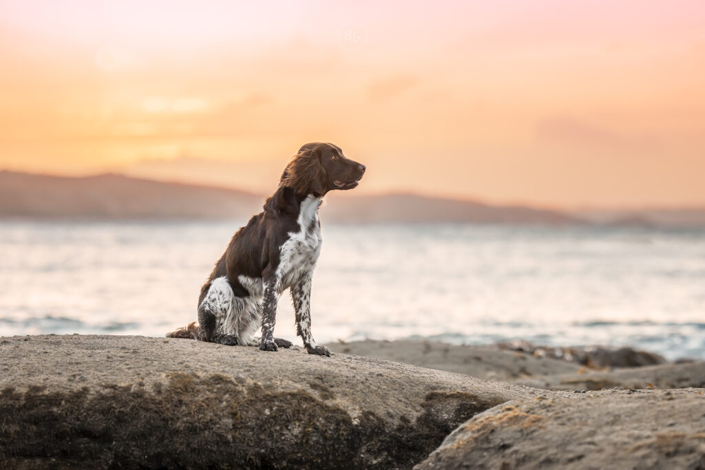 séance-photo-chien-photographe-canin-brest-finistère