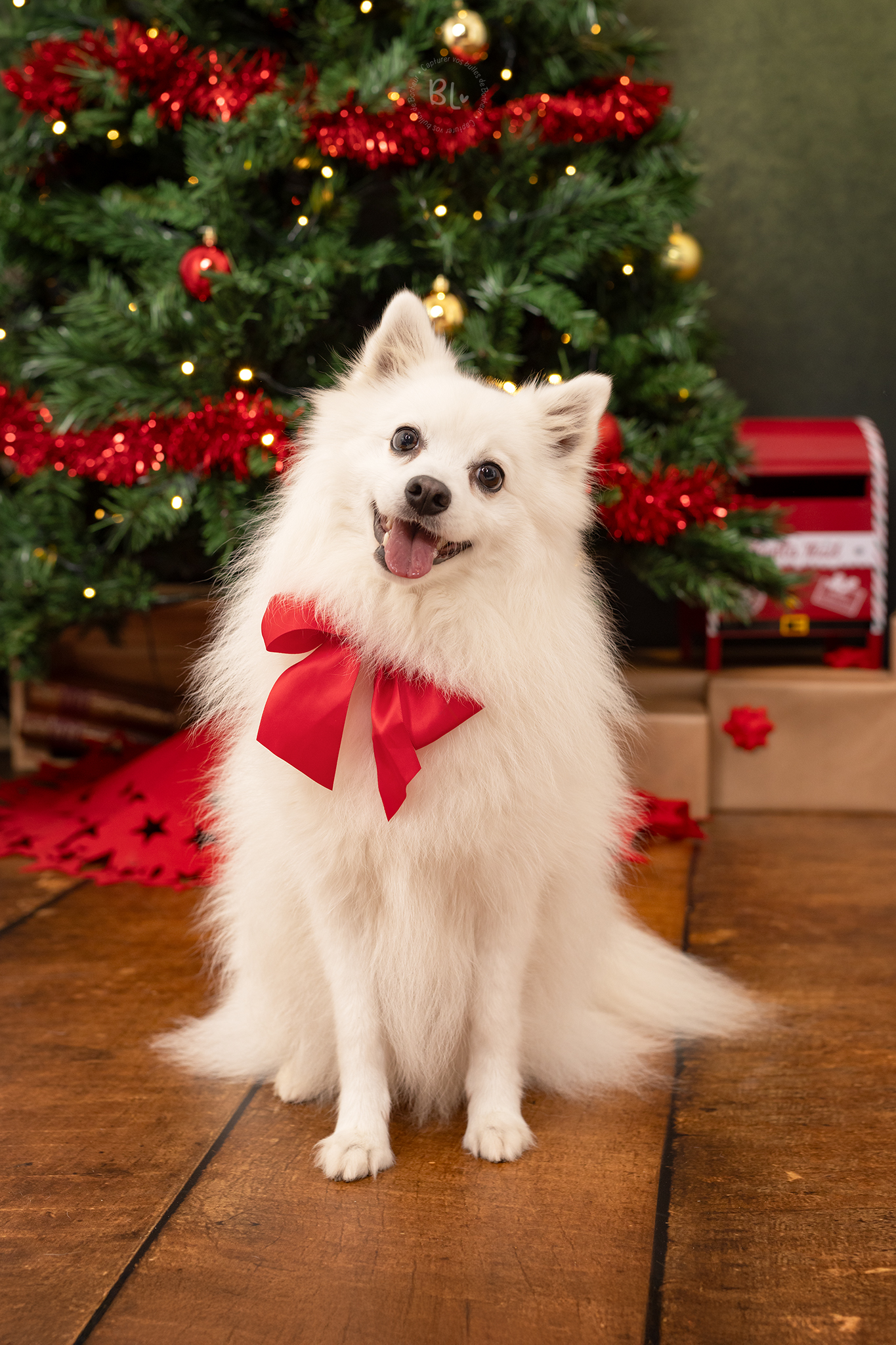Photo-Bubble-Life-photographe-chien-brest-finistère-bretagne