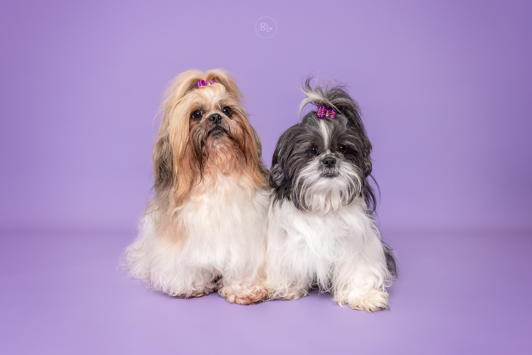 Photo-chien-studio-brest-plougonvelin-Finistère-Bretagne